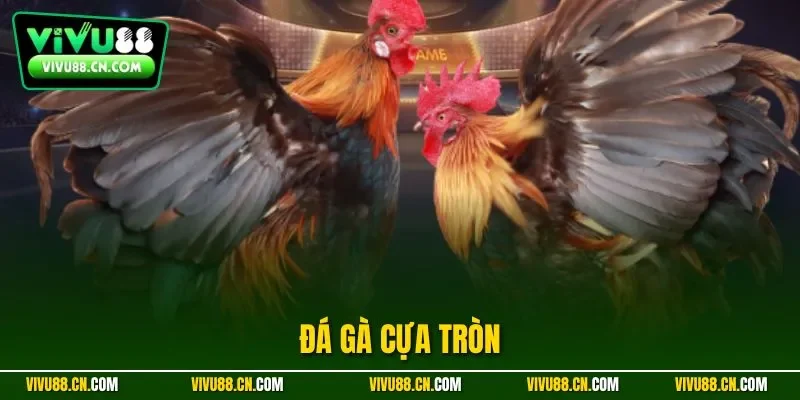 Đá gà cựa tròn