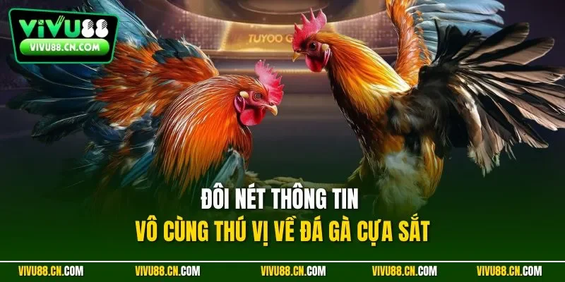 Đôi nét thông tin vô cùng thú vị về đá gà cựa sắt