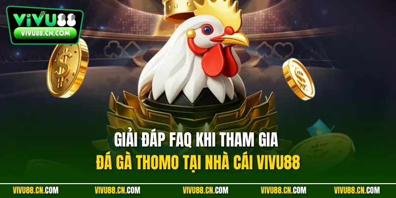 Giải đáp FAQ khi tham gia đá gà thomo tại nhà cái VIVU88