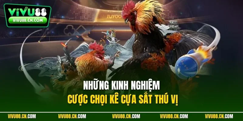 Những kinh nghiệm cược chọi kê cựa sắt thú vị