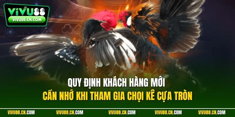 Quy định khách hàng mới cần nhớ khi tham gia chọi kê cựa tròn