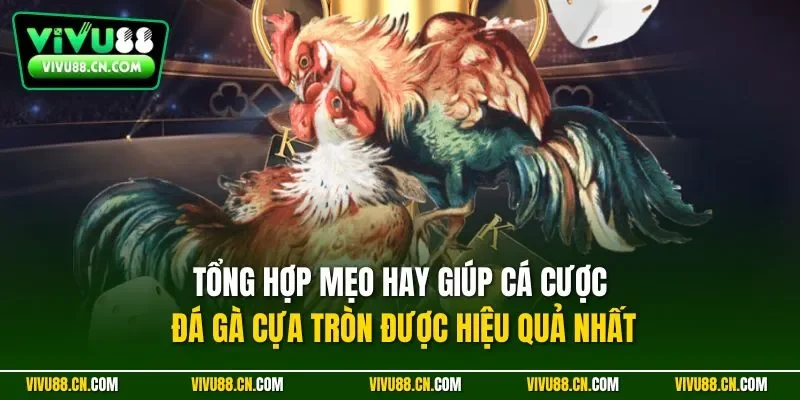 Tổng hợp mẹo hay giúp cá cược đá gà cựa tròn được hiệu quả nhất